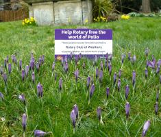 Crocuses in Westbury