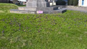Crocus bulb planting at All Saints Church