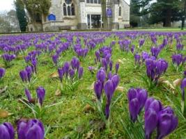 Crocuses symbolize the purple pinkies of children who have been vaccinated.