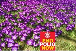 Purple 4 Polio Crocus Planting