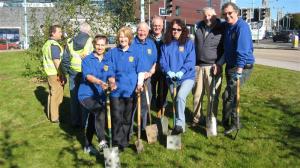 Crocus planting