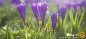 Rotary Crocuses