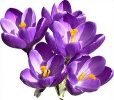 CROCUS PLANTING IN  LYNDHURST AND TOTTON