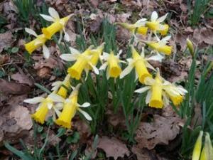 Newent and district is famed for its beautiful spring display of wild woodland daffodil's