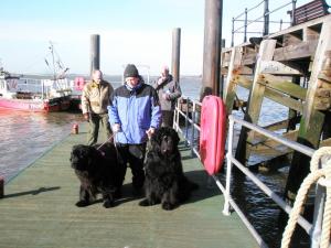 Rescue Dogs - for Sea Festival?