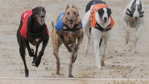 Dog racing Hove