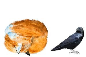 A sleeping fox cub and a raven