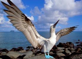 Nanette Wright - My trip to the Galapagos Islands