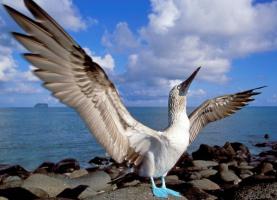 Nanette Wright - My trip to the Galapagos Islands  