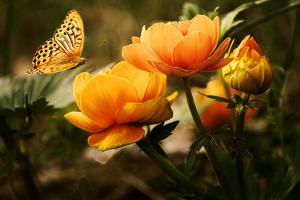 Butterfly on flower