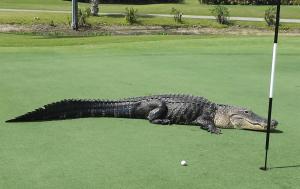 Golf day and supper