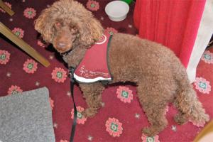 Hearing Dogs for the Deaf