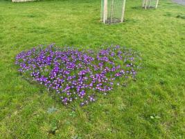 New Crocus Heart at Penny Pie Park