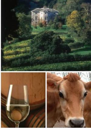 SHARPHAM VINEYARD VISIT