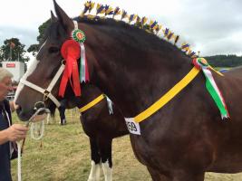 Jim Yates belongs to one of the Shire world’s longest established families. He farms with his wife Sue at Farnah House Farm, Duffield in Derbyshire, where they concentrate on Shire Horses and sheep. His families long association with the breed has given h