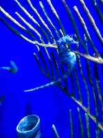 Sea Horse by Joshua J. Cotten on Unsplash