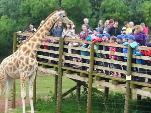 Kids viewing the Giraffes