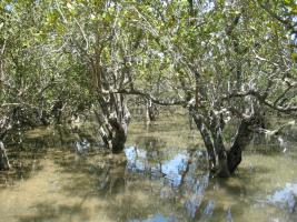 Mangroves in Madagascar