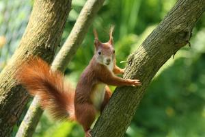 Chris Dodds - Red Squirrels