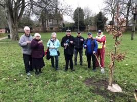 Planting the Jubilee Oak