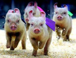Pig Race at Copley Cricket Club