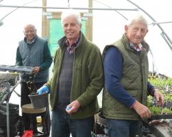 Pricking out plants in the poly tunnel