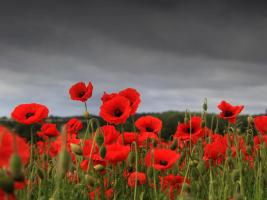 Poppies