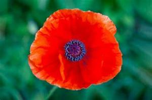 Remembrance Sunday 