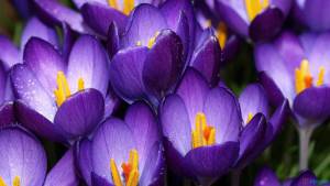 Rotary's purple crocus represents the purple dye placed on the finger of each child immunised against Polio.  With your help we are now so close to getting rid of this horrible disease.