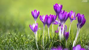 Purple crocus flowers represent our End Polio campaign.