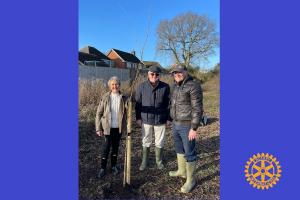 Planting of a Lime Tree donated by our club