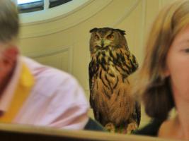 Samson looks on as we dine before the meeting