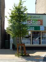 Stonehouse High Street New Trees are in leaf