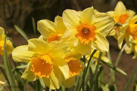 Spring Daffodils