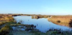 Visit to RSPB Strumpsaw Fen