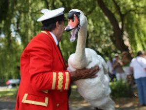 The Queen's Swan Marker - David Barber