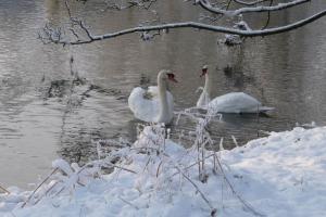 Blandford in the snow