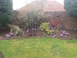 Purple4Polio Patch in Rotarian Sandy Green's garden in Cupar.