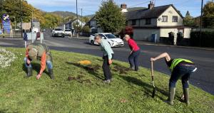 Purple for Polio Crocus Planting