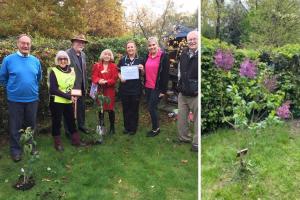 Planting lilac trees at West View Hospital