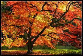 Autumn Colours Walk in Westonbirt Arboretum