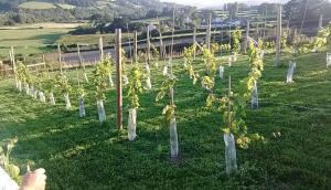 Visit to Winery at Llangwstenin