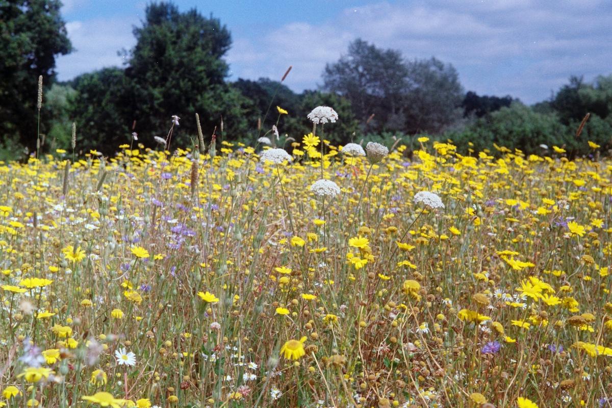 Wild flower meadow - photo by Gemma Evans on Unsplash