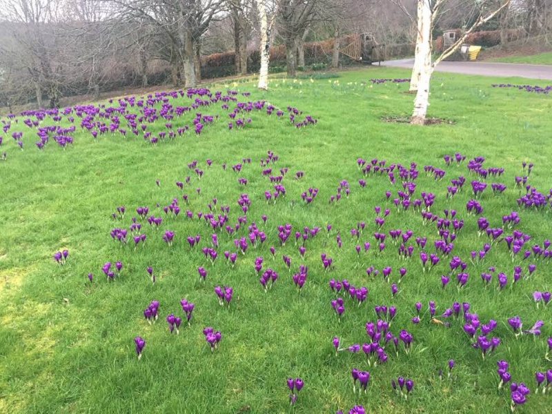 Purple Crocus at Rosemoor, Torrington Feb 2019