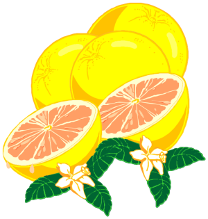 Computer image of oranges, two whole and two cut