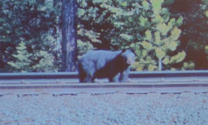 A Brown Bear standing on a railway line