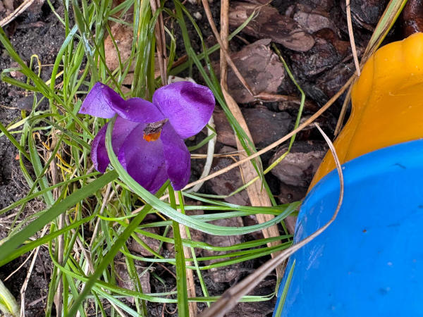 A crocus flower among grass