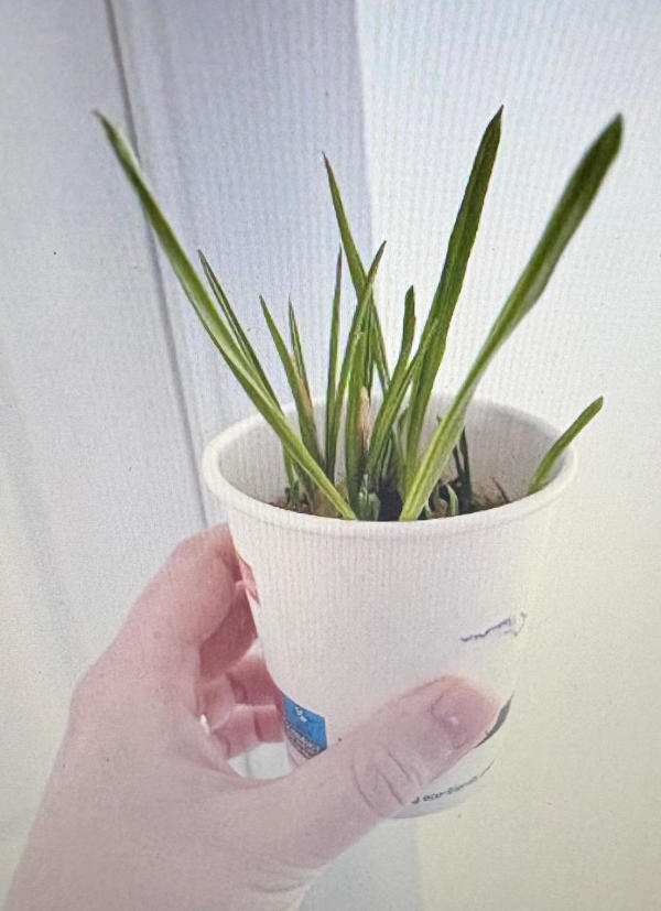 Hand holding up a flower pot with a sprouting plant in it