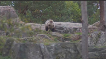 A bear on a rocky outcrop