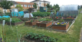 An urban allotment